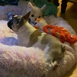 Boston Terriers and French Bulldogs from Maximum Companion