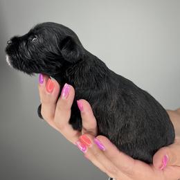 Great Dane and Miniature Schnauzer Puppies from Dog in Mind Danes