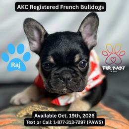 Raj - Black and tan male French Bulldog puppy in Michigan from Fur Baby Farms