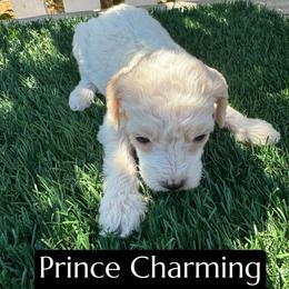 Prince Charming - Cream male Aussiedoodle puppy in Bakersfield, California from Annie's Aussies