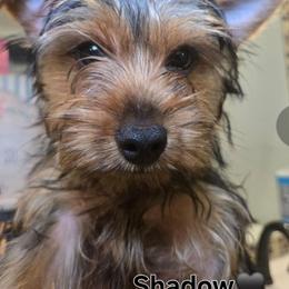 Shadow - Black and tan male Yorkshire Terrier puppy in Conyers, Georgia from Furrever Puppy Co.