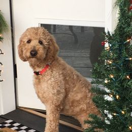 Lexie - Goldendoodle