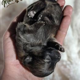 Olive - Cream sable female Pomeranian puppy in Granby, Colorado from Marostica Paws