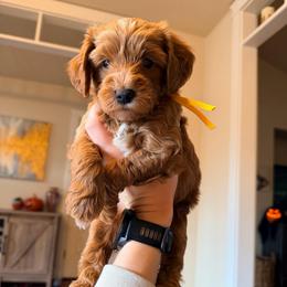 Edward (Eddie) - Red  male Goldendoodle puppy in Olympia, Washington from Salt and Sage Doodles