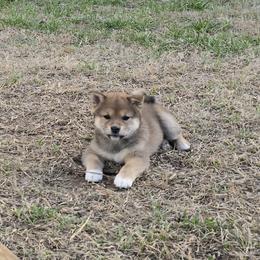 Shiba Inu Puppies from Diwasou