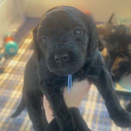 ASH - Black female Goldendoodle puppy in Watertown, New York from True Friend Doodles