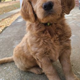 Goldendoodle and Golden Retriever Puppies from Golden Paw Farm
