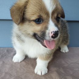 Pembroke Welsh Corgi Puppies from Cozy Corgi Ranch
