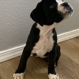 Boxer Puppies from Von Royal Dell'Infinite Deutscher