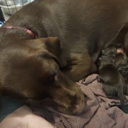 Labrador Retriever Puppies from Silverback Labradors