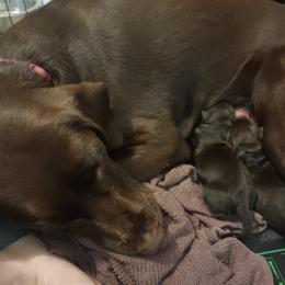 Labrador Retriever Puppies from Silverback Labradors