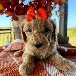 Marina - Apricot female Goldendoodle puppy in Wyandotte, Oklahoma from Goldendoodles of NE OK