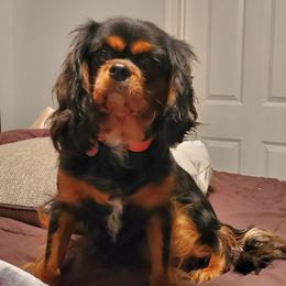 Cavalier King Charles Spaniels from Boullion Barkers