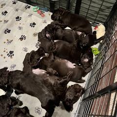 Boykin Spaniel and Goldendoodle Puppies from Double Shot Boykins
