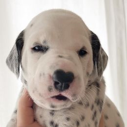 Girl 1 Molly - White and black Dalmatian puppy in Franklin, Tennessee from Gentry’s Dalmatians