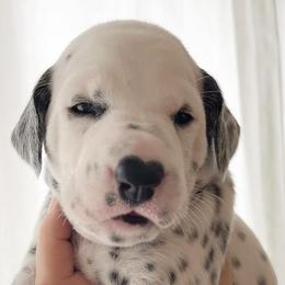 Girl 1 Molly - White and black Dalmatian puppy in Franklin, Tennessee from Gentry’s Dalmatians