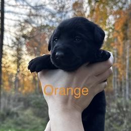 Orange - Black male Labrador Retriever puppy in Lawton, Michigan from DuckAlly Kennel