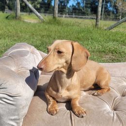 Dynasty - Dachshund