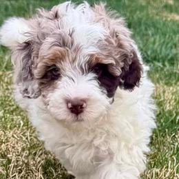 Meadow - Brown and white female Bernedoodle puppy in Larimer County, Colorado from Puppy Love Doodles