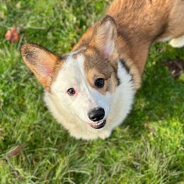 Gunner - Pembroke Welsh Corgi