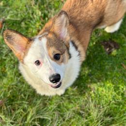 Gunner - Pembroke Welsh Corgi