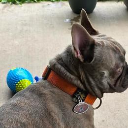 Chihuahuas and French Bulldogs from Hart's Chihuahuas