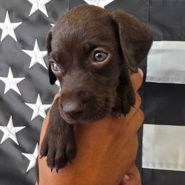 Lily Girl 9 Solid liver - Liver female German Shorthaired Pointer puppy in Banning, California from ⭐🦆 So Cal on Point GSP'S🇺🇲🇩🇪 lg