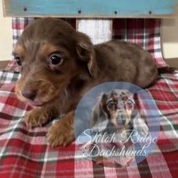 Helen - Dapple female Dachshund puppy in Adamsville, Tennessee from Shiloh Ridge Dachshunds