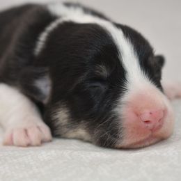 Creed - Black and tan male Pembroke Welsh Corgi puppy in San Antonio, Texas from Moxxi's Legacy Corgis