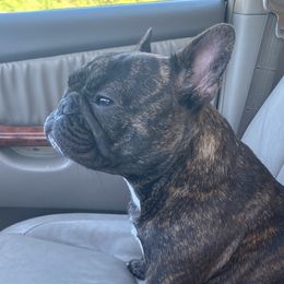 Sana - French Bulldog