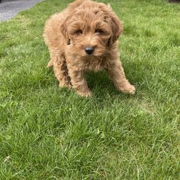 Goldendoodle Puppies from Mini Goldendoodles of New England
