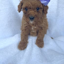 Jolie - Red  female Goldendoodle puppy in Mint Hill, North Carolina from DoodleForever