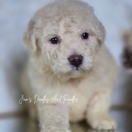 Atlas - White male Bernedoodle puppy in Cleveland, Georgia from Jam's Doodles And Poodles