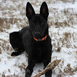 Larceny - Black female German Shepherd puppy in Beech Grove, Arkansas from Ze Zadnich lesu