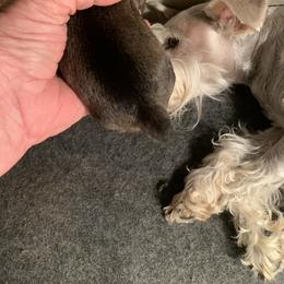 Miniature Schnauzer Puppies from Circle R Ranch