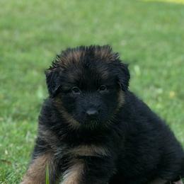 Cora - Black and red female German Shepherd puppy in Buena, New Jersey from Beauty and the Beast