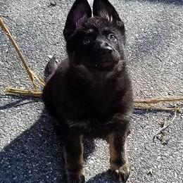 German Shepherds from Christy's German Shepherds