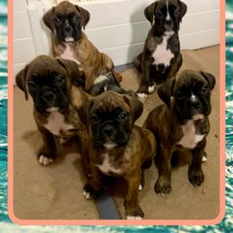 Boxer Puppies from Red Rock Boxers