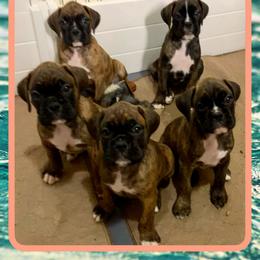 Boxer Puppies from Red Rock Boxers
