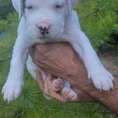 Dogo Argentino Puppies from K&B Southern Oregon Argentino Dogos