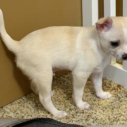 Gary - Cream and white male Chihuahua puppy in Amity, Pennsylvania from Rhoda and Verna