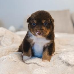 Timber AKC - Red tri-color male Australian Shepherd puppy in Polk City, Florida from Skaky Shepherds