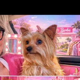 Mali - Black and gold female Yorkshire Terrier puppy in Dalton, Georgia from Southern Charm Precious Paws