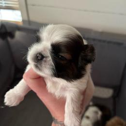 Boy 1 - Black and white male Shih Tzu puppy in Allendale, Michigan from Rooks' Shih Tzus
