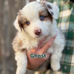 Ghost - Red merle male Miniature American Shepherd puppy in Riverton, Utah from Iron Spirit Homestead & Aussies