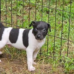 Mothman - White and black male Rat Terrier puppy in Lynn, Alabama from Cryptic Rat Terriers