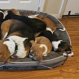 Beagles from Pamper Stone