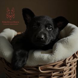 Sapphire - Black female German Shepherd puppy in Salem, Virginia from Vom Kylohaus German Shepherds