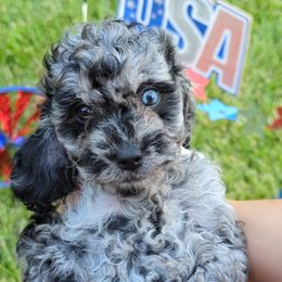 Girl dark green collar - Merle female Cockapoo puppy in Middletown, Ohio from Blessed Chaos