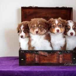 Australian Shepherd Puppies from Crystalbrook Aussies